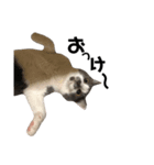 猫のジローさん(1)（個別スタンプ：8）