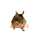 デグーのふく 日常スタンプ（個別スタンプ：1）