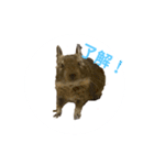 デグーのふく 日常スタンプ（個別スタンプ：2）