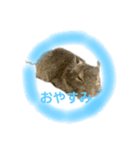 デグーのふく 日常スタンプ（個別スタンプ：3）