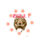 デグーのふく 日常スタンプ（個別スタンプ：4）