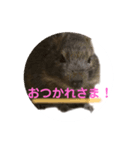 デグーのふく 日常スタンプ（個別スタンプ：5）