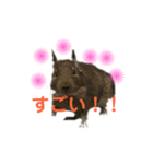 デグーのふく 日常スタンプ（個別スタンプ：6）