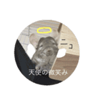 チンチラ@もふくんスタンプ②（個別スタンプ：1）