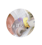 チンチラ@もふくんスタンプ②（個別スタンプ：5）