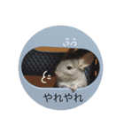 チンチラ@もふくんスタンプ②（個別スタンプ：10）