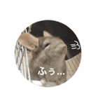 チンチラ@もふくんスタンプ②（個別スタンプ：11）