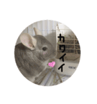 チンチラ@もふくんスタンプ②（個別スタンプ：20）