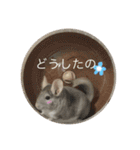 チンチラ@もふくんスタンプ②（個別スタンプ：24）