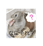 チンチラ@もふくんスタンプ②（個別スタンプ：32）