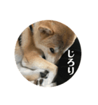 人間味あふれる柴犬「紗助」sasuke（個別スタンプ：1）