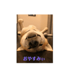 人間味あふれる柴犬「紗助」sasuke（個別スタンプ：2）