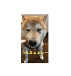 人間味あふれる柴犬「紗助」sasuke（個別スタンプ：3）