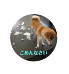 人間味あふれる柴犬「紗助」sasuke（個別スタンプ：5）