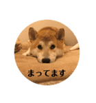 人間味あふれる柴犬「紗助」sasuke（個別スタンプ：7）