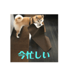 人間味あふれる柴犬「紗助」sasuke（個別スタンプ：8）