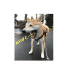 人間味あふれる柴犬「紗助」sasuke（個別スタンプ：12）