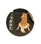 人間味あふれる柴犬「紗助」sasuke（個別スタンプ：13）