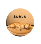 人間味あふれる柴犬「紗助」sasuke（個別スタンプ：16）