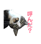 ももななときどきすず（個別スタンプ：3）