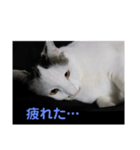 ももななときどきすず（個別スタンプ：8）