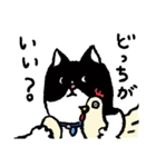 猫カツヲです（個別スタンプ：1）