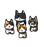 猫カツヲです（個別スタンプ：6）