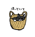 猫カツヲです（個別スタンプ：8）