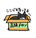 猫カツヲです（個別スタンプ：23）