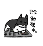 猫カツヲです（個別スタンプ：25）