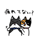 猫カツヲです（個別スタンプ：33）