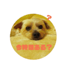 ヨーキー パル（個別スタンプ：1）