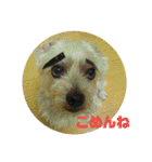 ヨーキー パル（個別スタンプ：11）