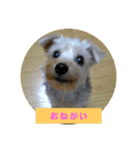 ヨーキー パル（個別スタンプ：13）