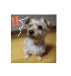 ヨーキー パル（個別スタンプ：14）