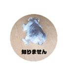 ヨーキー パル（個別スタンプ：15）