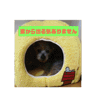 ヨーキー パル（個別スタンプ：16）