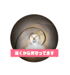 ヨーキー パル（個別スタンプ：17）