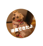 ヨーキー パル（個別スタンプ：18）