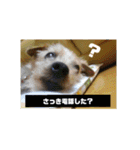 ヨーキー パル（個別スタンプ：24）