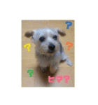 ヨーキー パル（個別スタンプ：29）