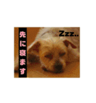 ヨーキー パル（個別スタンプ：31）