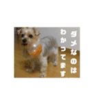 ヨーキー パル（個別スタンプ：32）
