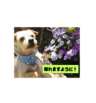 ヨーキー パル（個別スタンプ：33）