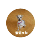 ヨーキー パル（個別スタンプ：34）