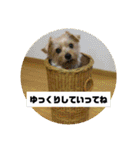ヨーキー パル（個別スタンプ：35）
