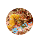 海Photo 水玉ver.（個別スタンプ：2）