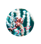 海Photo 水玉ver.（個別スタンプ：4）