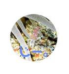 海Photo 水玉ver.（個別スタンプ：9）