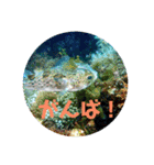 海Photo 水玉ver.（個別スタンプ：10）